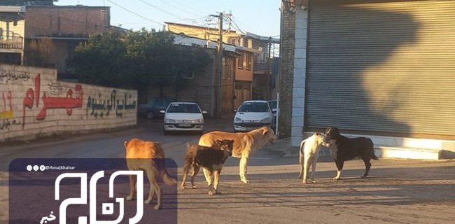 وقوع ۱۰ سگ گزیدگی در اصفهان