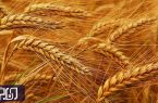 تاکنون ۳۸ هزار تن گندم از کشاورزان اصفهانی خریداری شده است