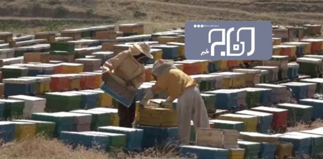 تولید ۱۴۰۰ تن عسل در استان ایلام