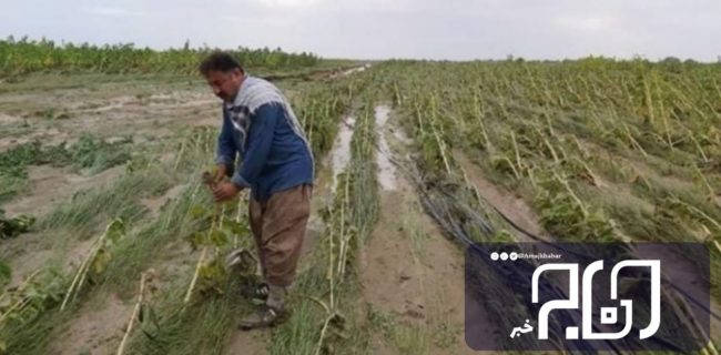 مونسون به کشاورزان بوشهری ۸۰۰ میلیارد تومان خسارت زد