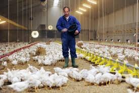 درصد نیاز گوشت مرغ قم در استان تولید می شود