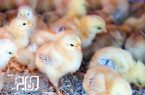 افتتاح کارخانه جوجه کشی مرغ یک روزه در گناوه