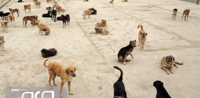 جمع‌آوری سگ‌های بی‌صاحب در بوشهر