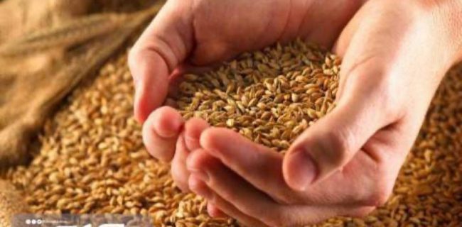 ۱۵۰۰ میلیارد ریال تسهیلات به تولید کنندگان بذر استان بوشهر پرداخت شد