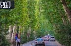 ماجرای آبیاری درختان اصفهان با مواد نفتی | واکنش سازمان پارک‌های اصفهان