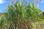 برداشت سبز بیش از ۳۵ درصد نیشکر در مزارع خوزستان