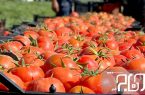 تولید بیش از ۶۰۰ هزار تن گوجه‌فرنگی در استان بوشهر پیش‌بینی شد