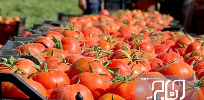 تولید بیش از ۶۰۰ هزار تن گوجه‌فرنگی در استان بوشهر پیش‌بینی شد