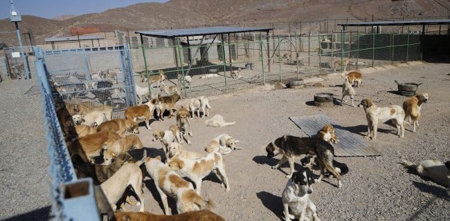 تکذیب خبر کشتار ۱۷۰۰ سگ در دماوند