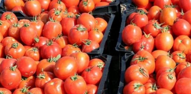 افرایش صادرات گوجه فرنگی با کاهش تعرفه در استان بوشهر