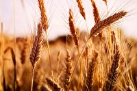 خریداری ۶۵۴ هزار تن گندم و کلزا از کشاورزان خوزستانی