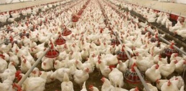 ابلاغ نخستین زنجیره ارزش گوشت مرغ استان بوشهر