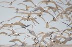 حلقه گذاری پرندگان مهاجر تابستان گذران درجزایر نخیلو و ام الگرم انجام شد